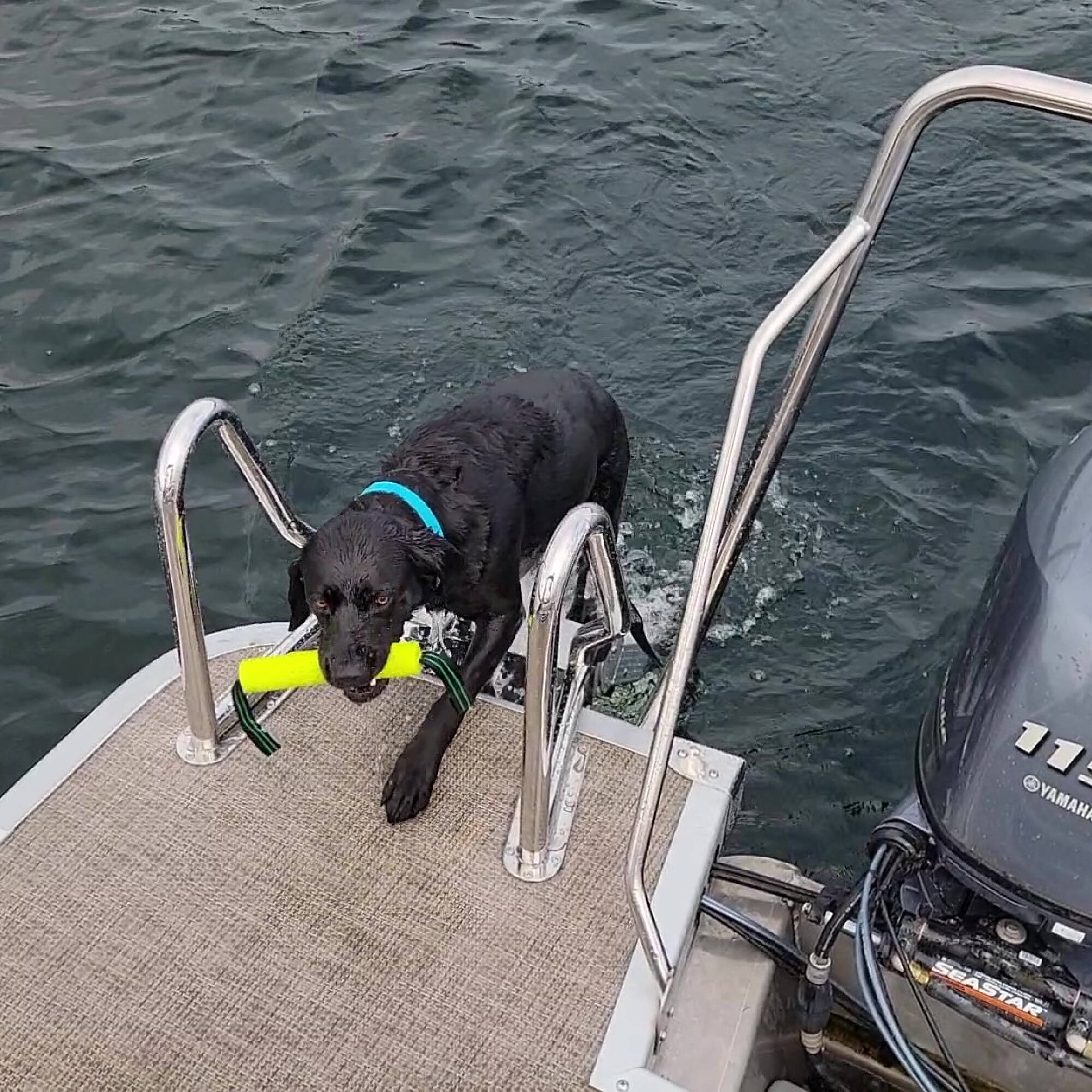 Pontoon Boat Ramp Dog Ladder For Dock Pet Loader H2O And H2O XL
